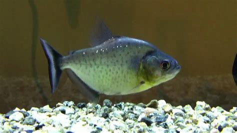 blue diamond piranha